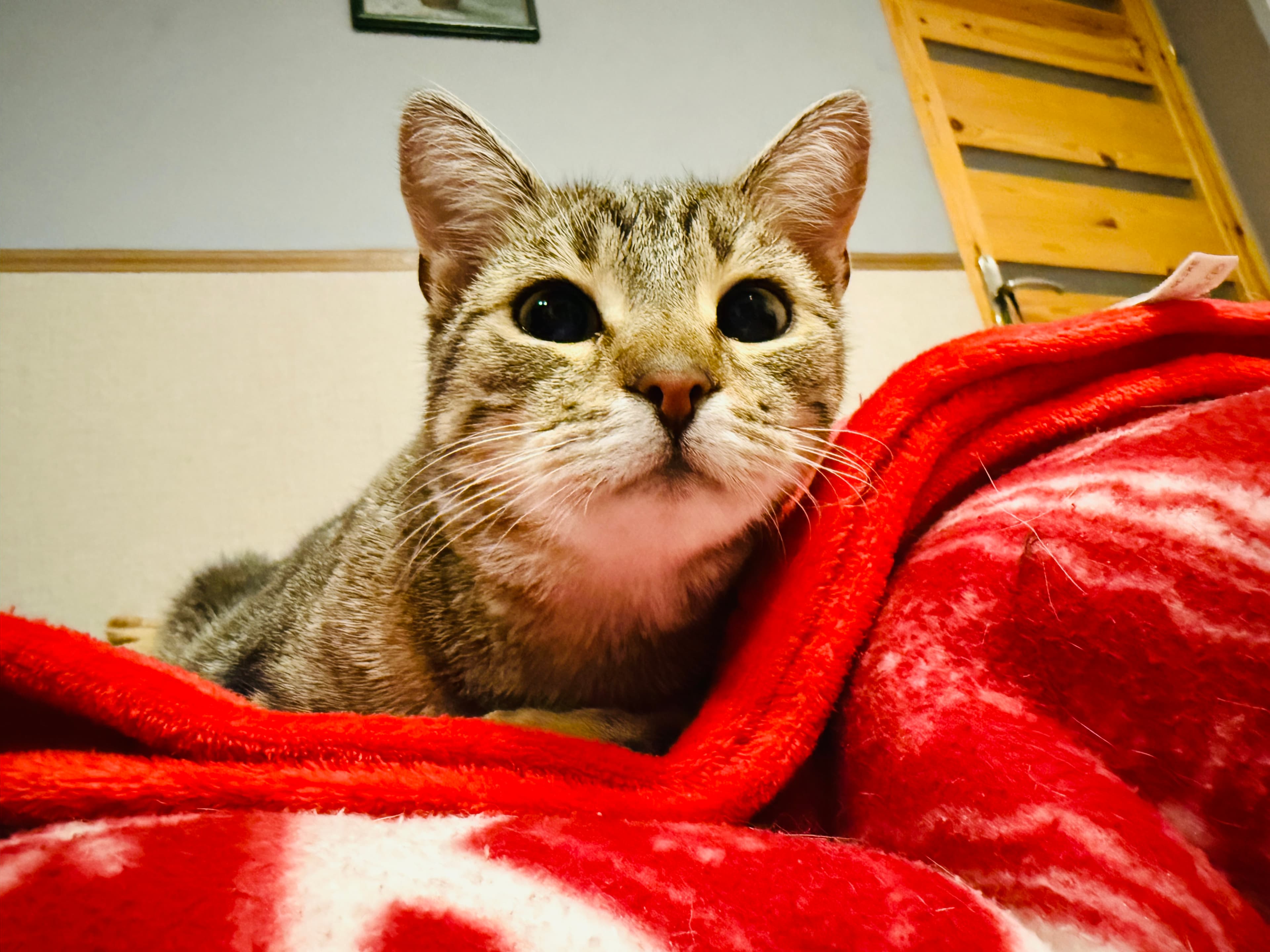 Rescue cat Anna & Elsa gallery photo - Anna & Elsa photo 13