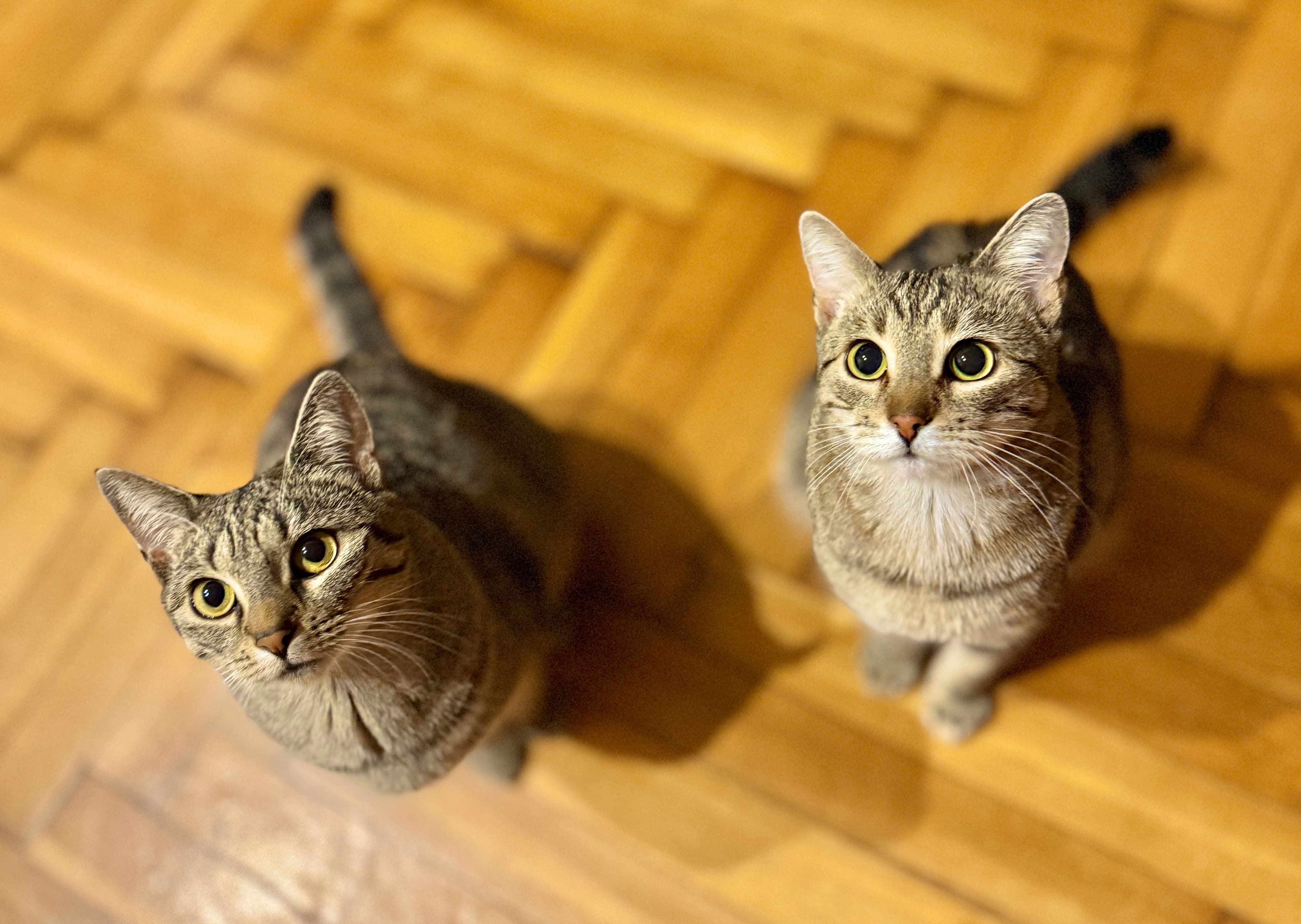 Rescue Tabby cat Anna & Elsa looking for adoption in the UK