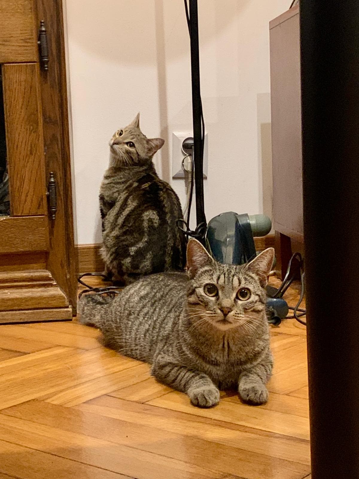 Rescue cat Anna & Elsa gallery photo - Anna & Elsa photo 2