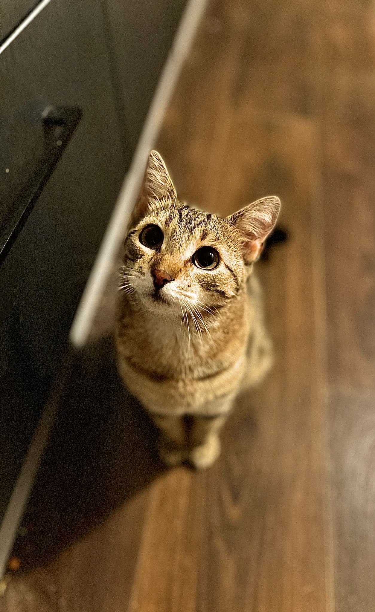 Rescue cat Anna & Elsa gallery photo - Anna & Elsa photo 12