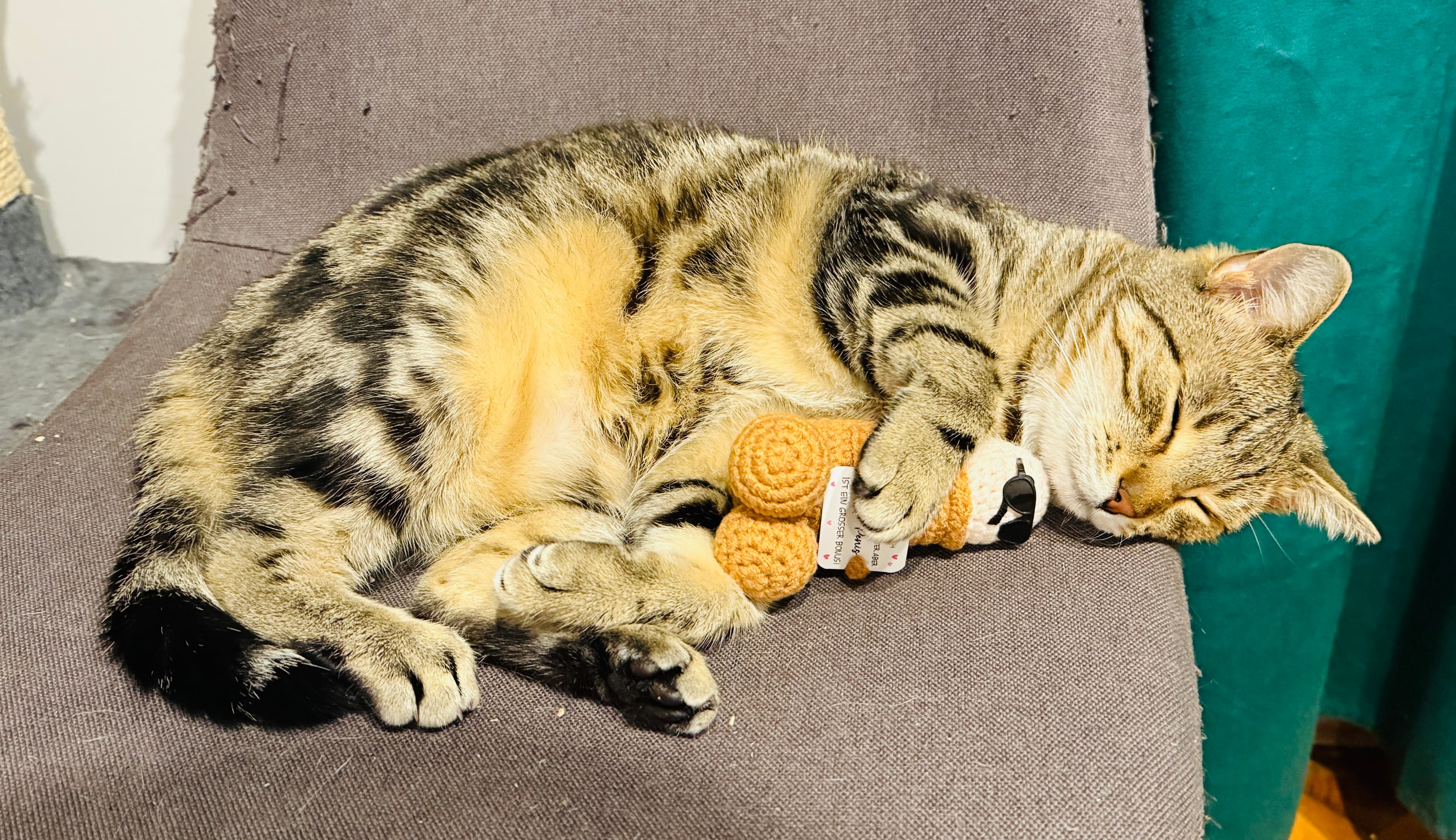 Rescue cat Anna & Elsa gallery photo - Anna & Elsa photo 8