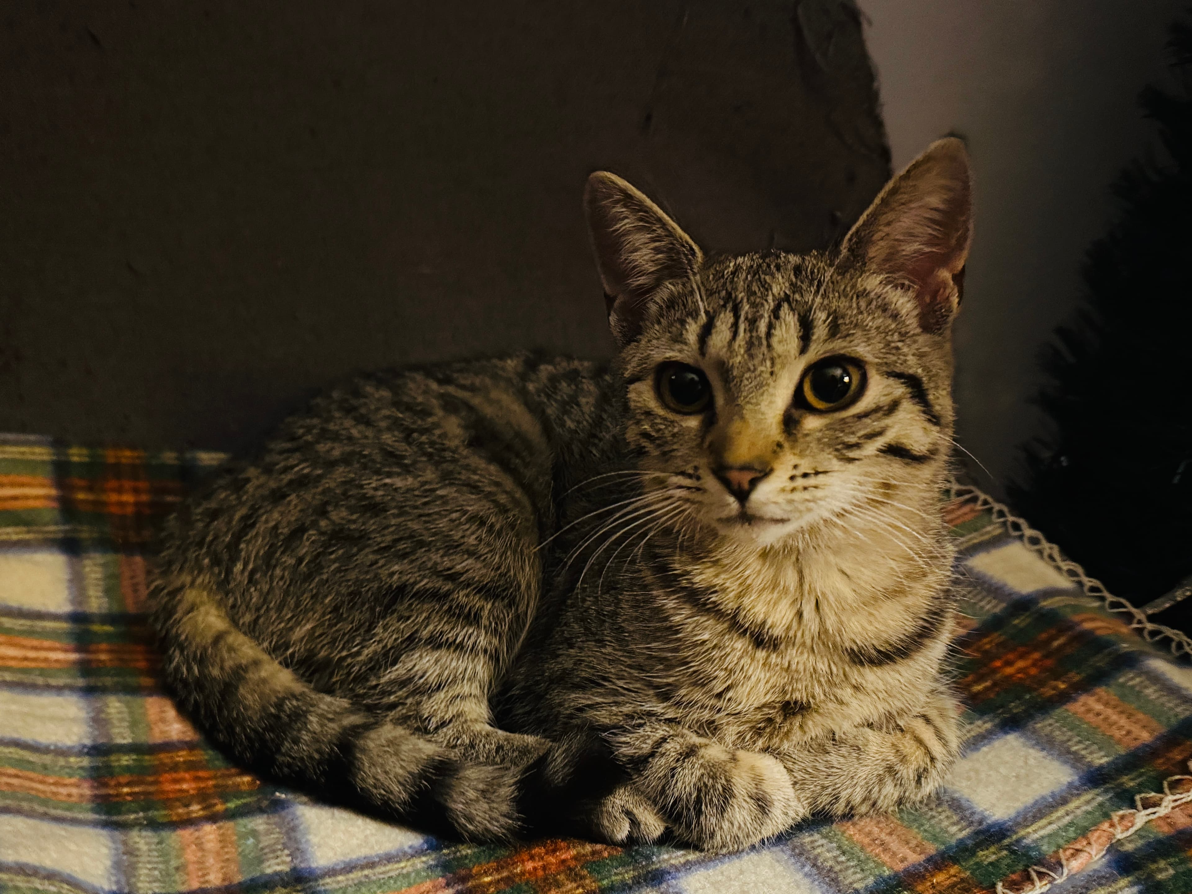 Rescue cat Anna & Elsa gallery photo - Anna & Elsa photo 9