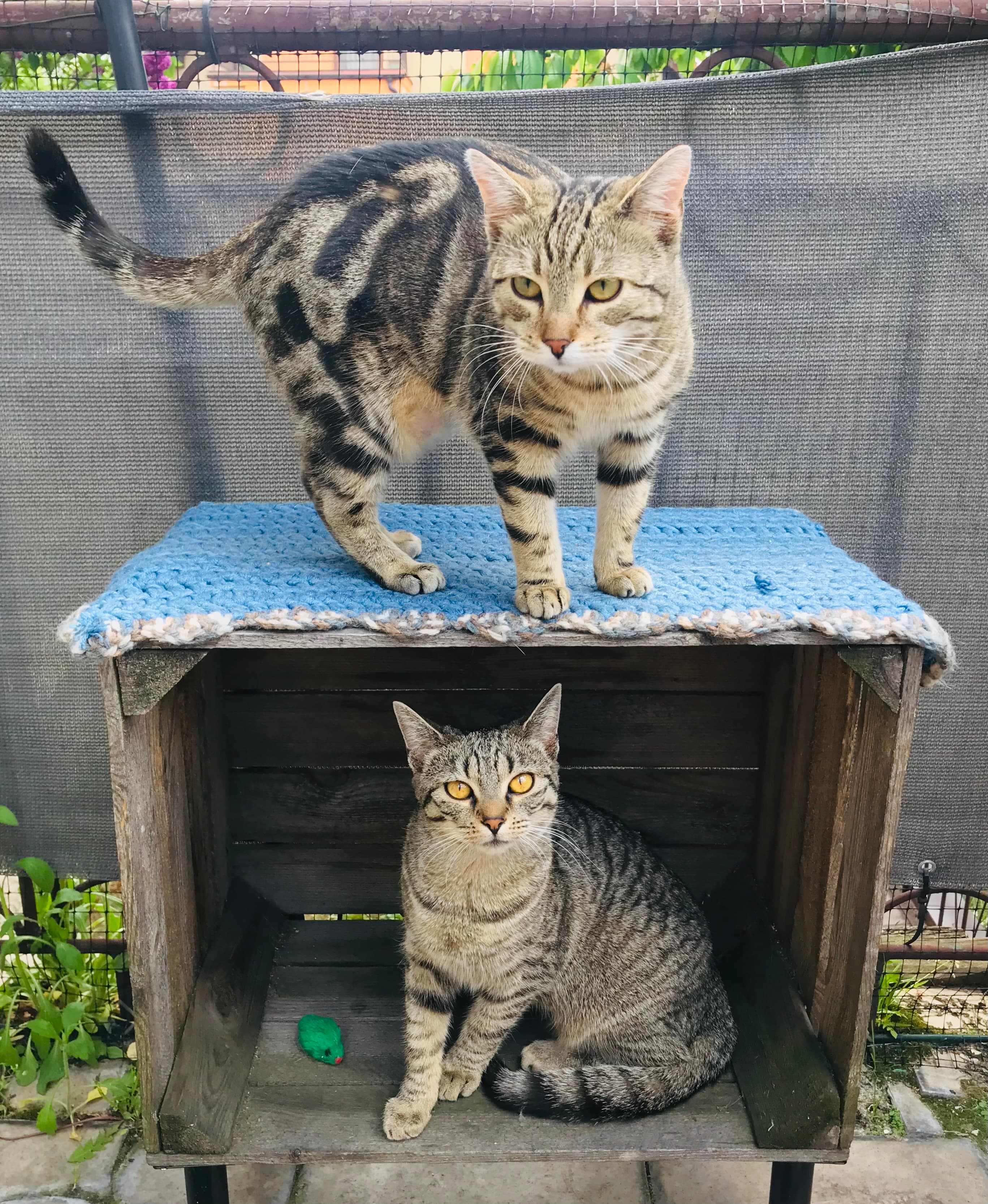 Whiskers Health rescue cat Anna & Elsa profile picture