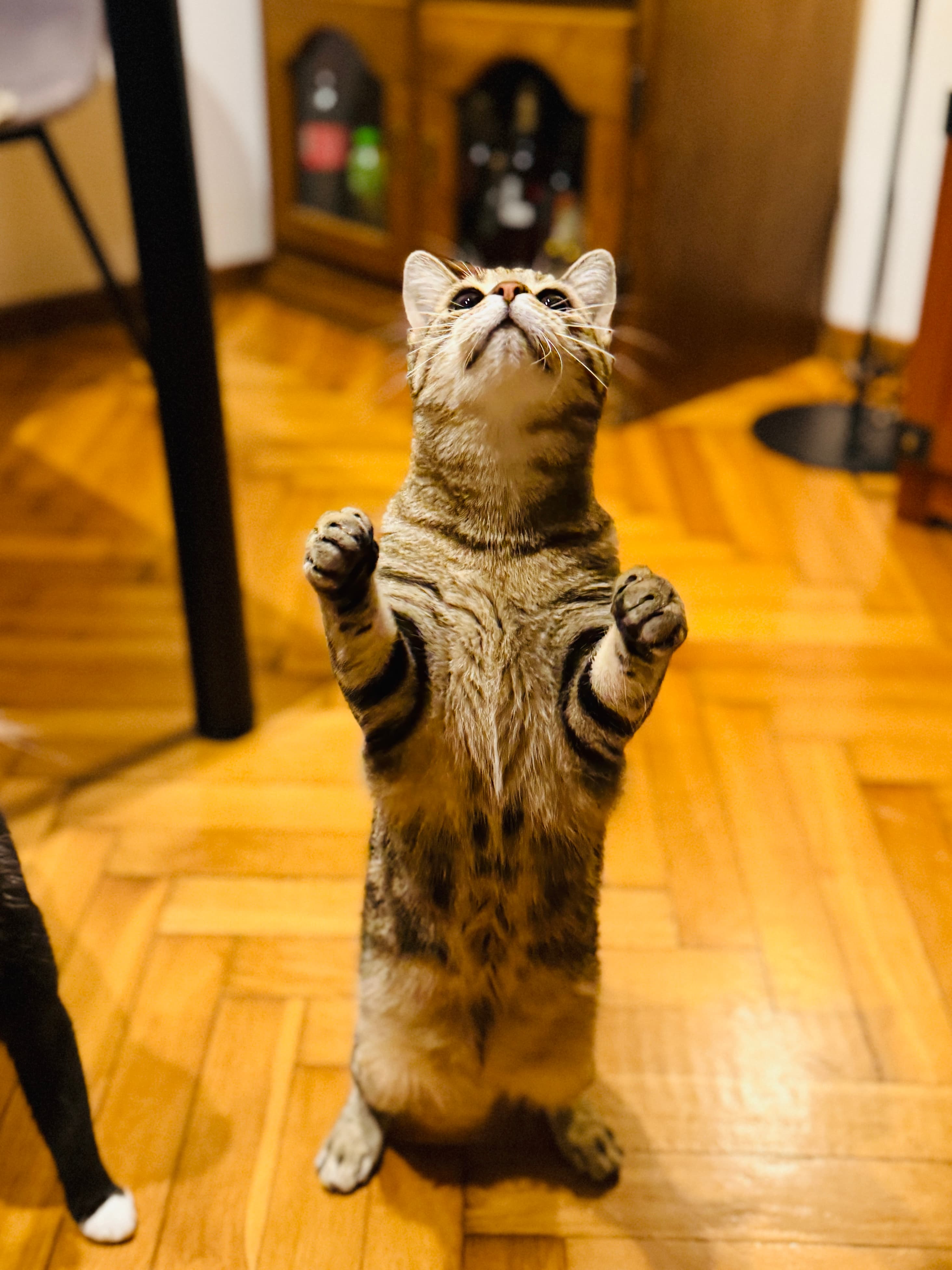 Rescue cat Anna & Elsa gallery photo - Anna & Elsa photo 11