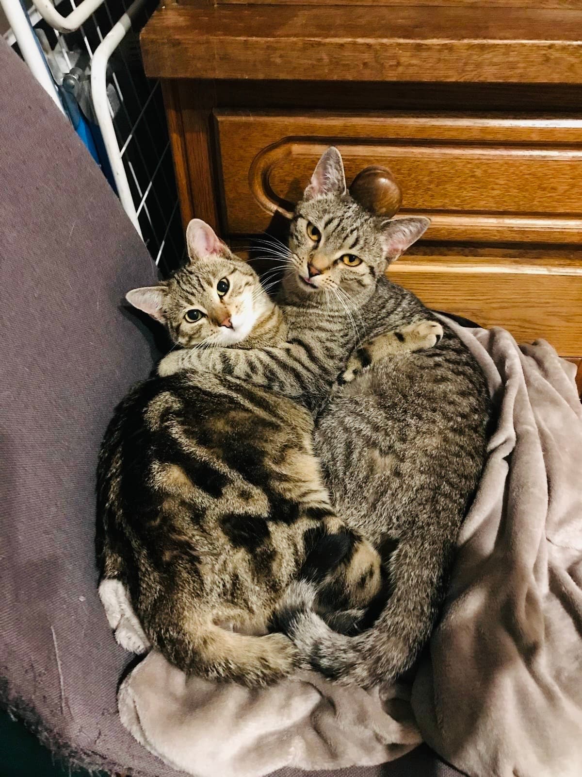 Rescue cat Anna & Elsa gallery photo - Anna & Elsa photo 3