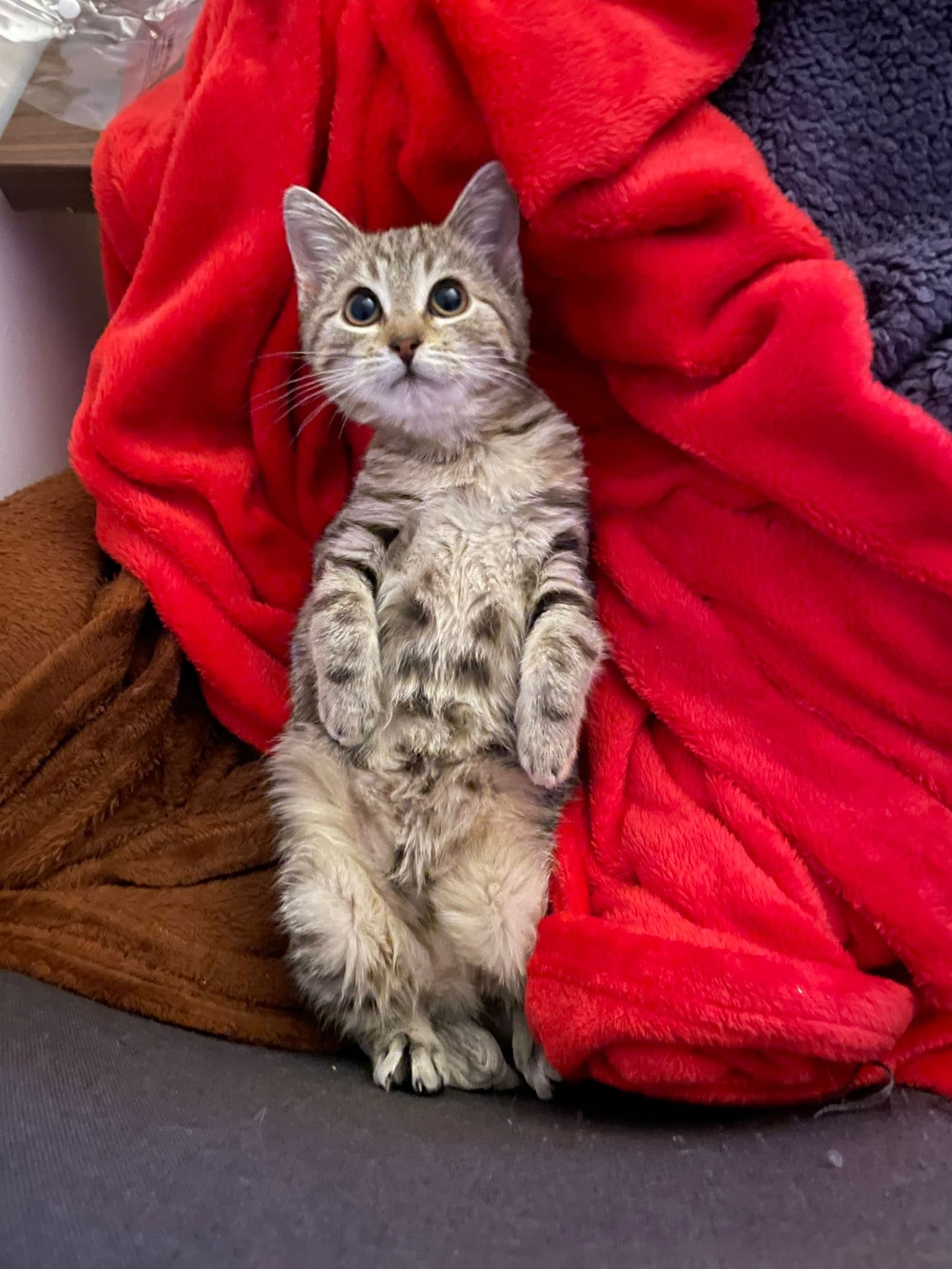 Rescue cat Anna & Elsa gallery photo - Anna & Elsa photo 7