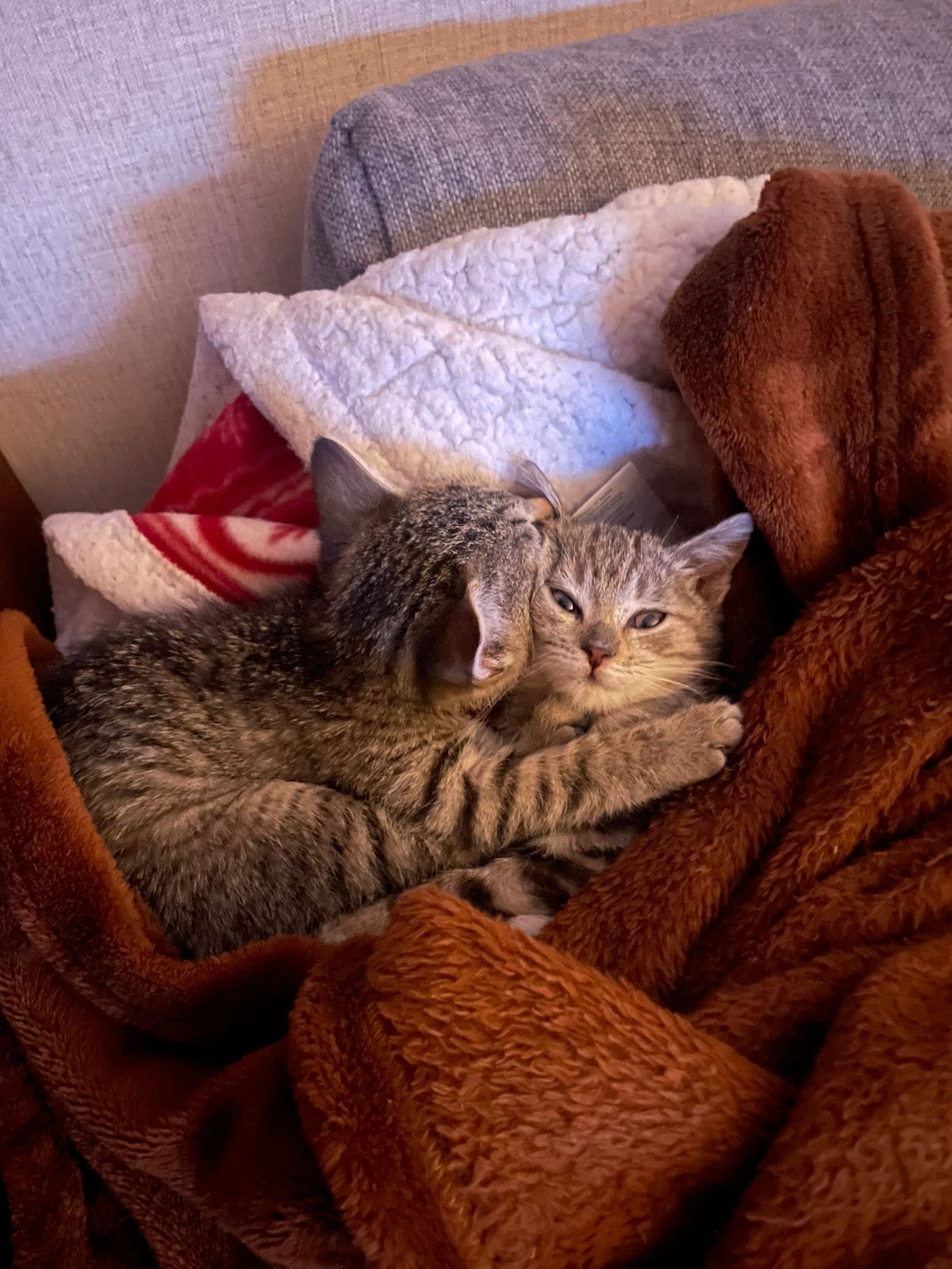 Rescue cat Anna & Elsa gallery photo - Anna & Elsa photo 4