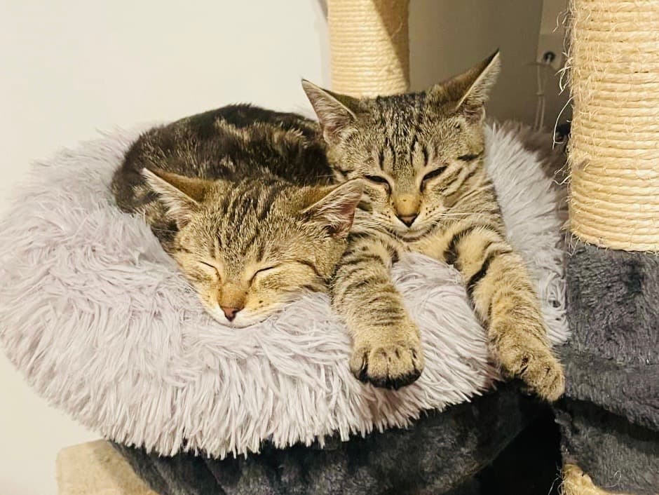 Rescue cat Anna & Elsa gallery photo - Anna & Elsa photo 5