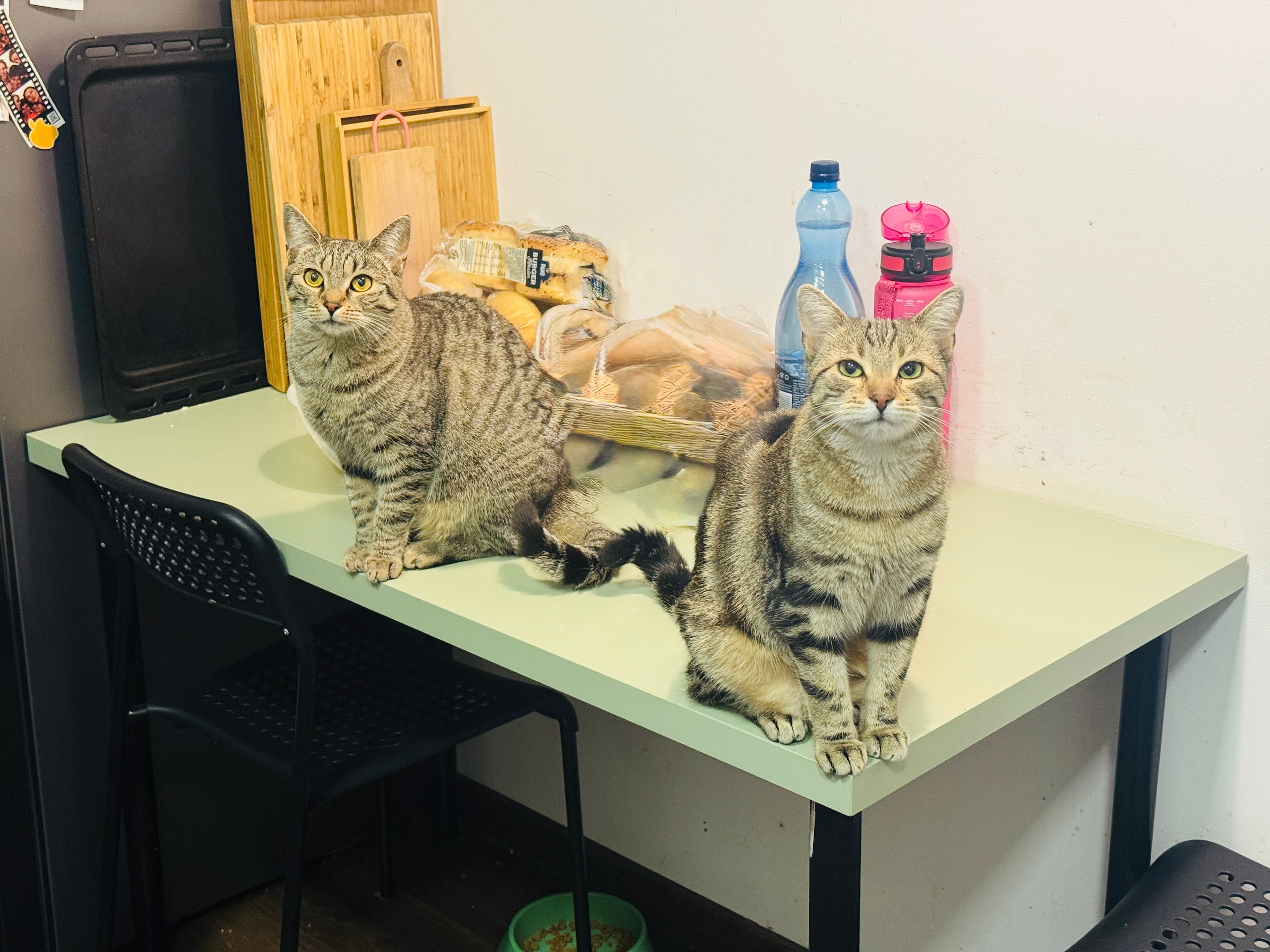 Rescue cat Anna & Elsa gallery photo - Anna & Elsa photo 6