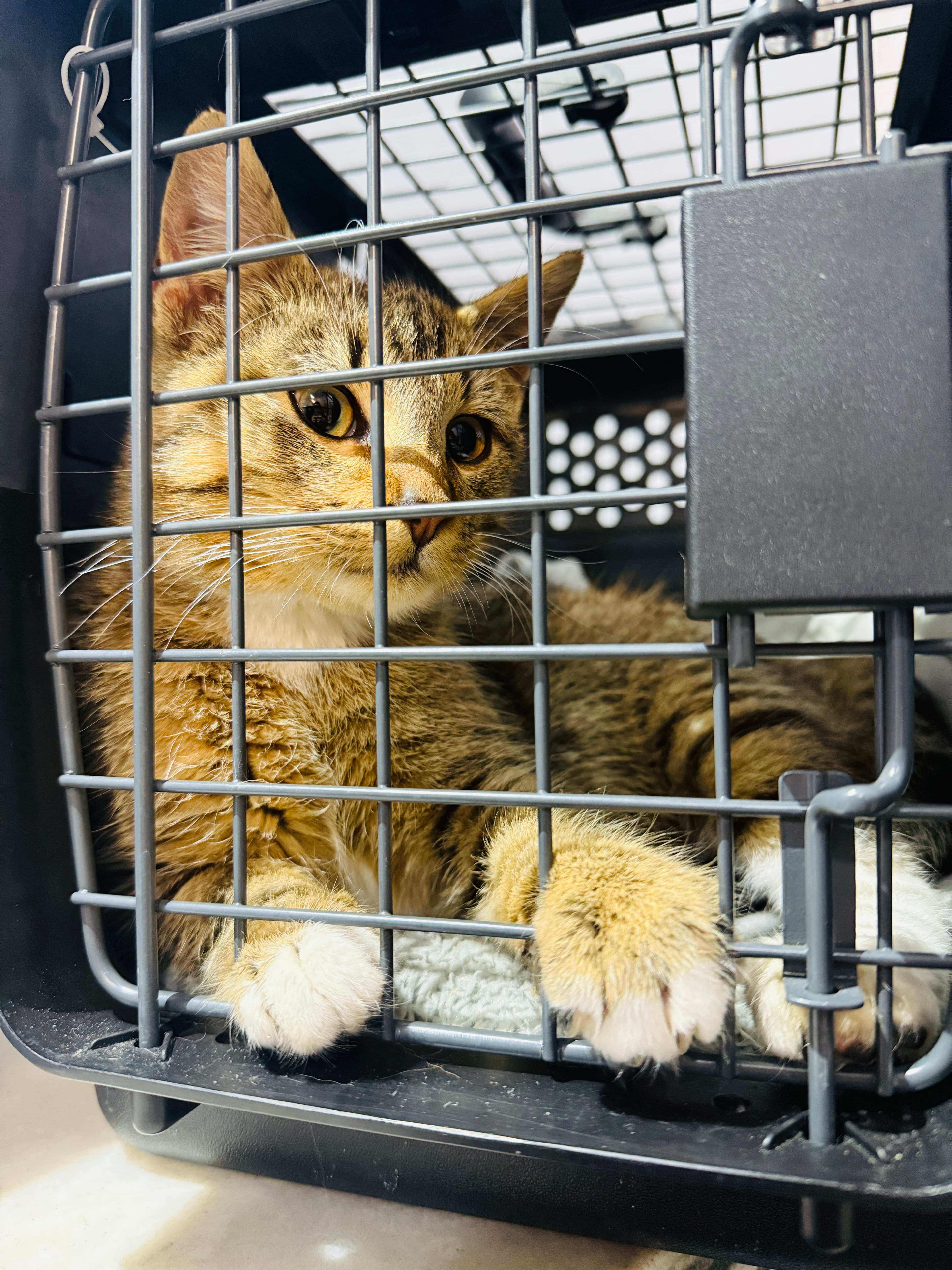 Rescue cat Leo gallery photo - Leo photo 8