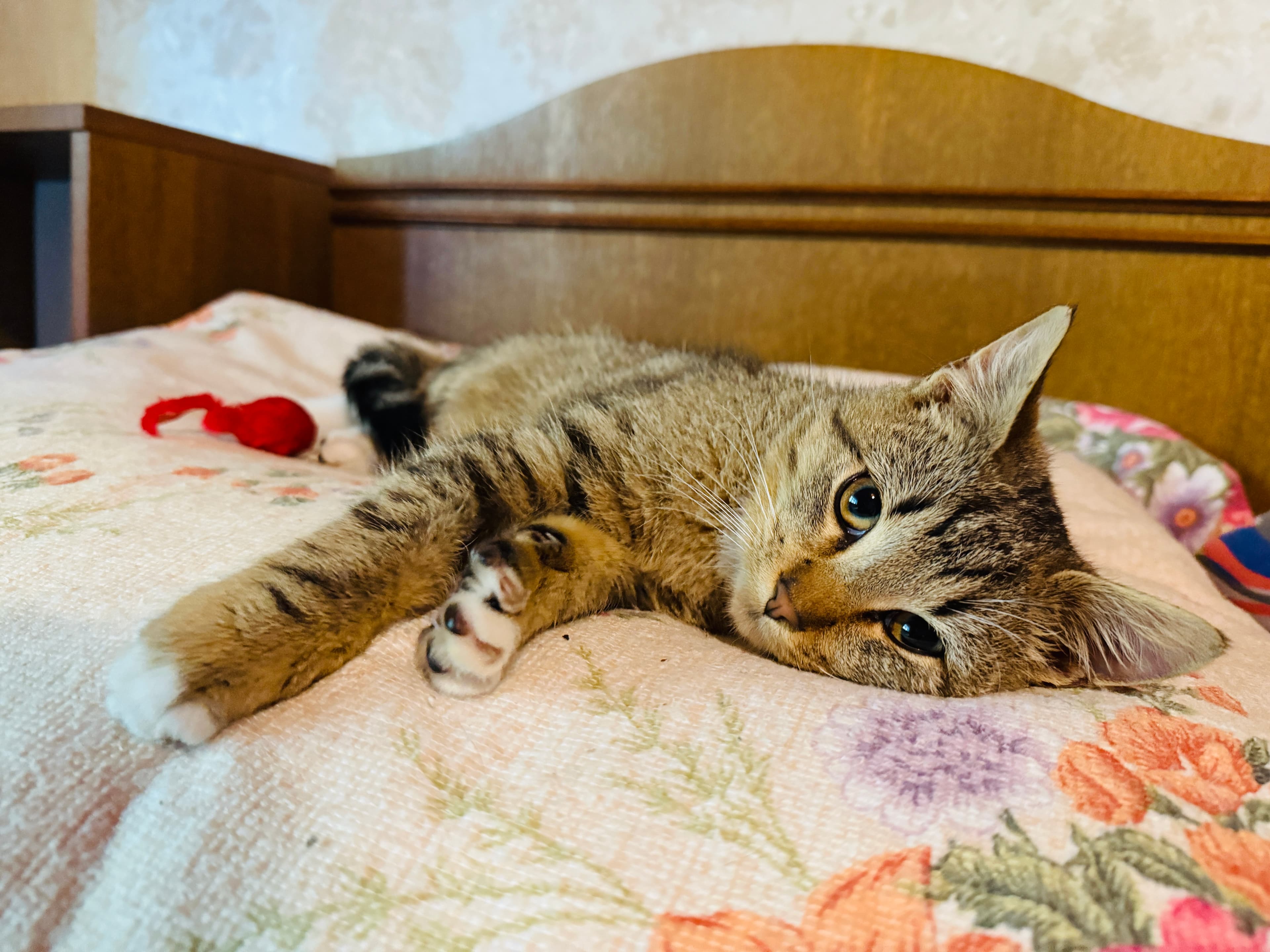 Rescue cat Leo gallery photo - Leo photo 20