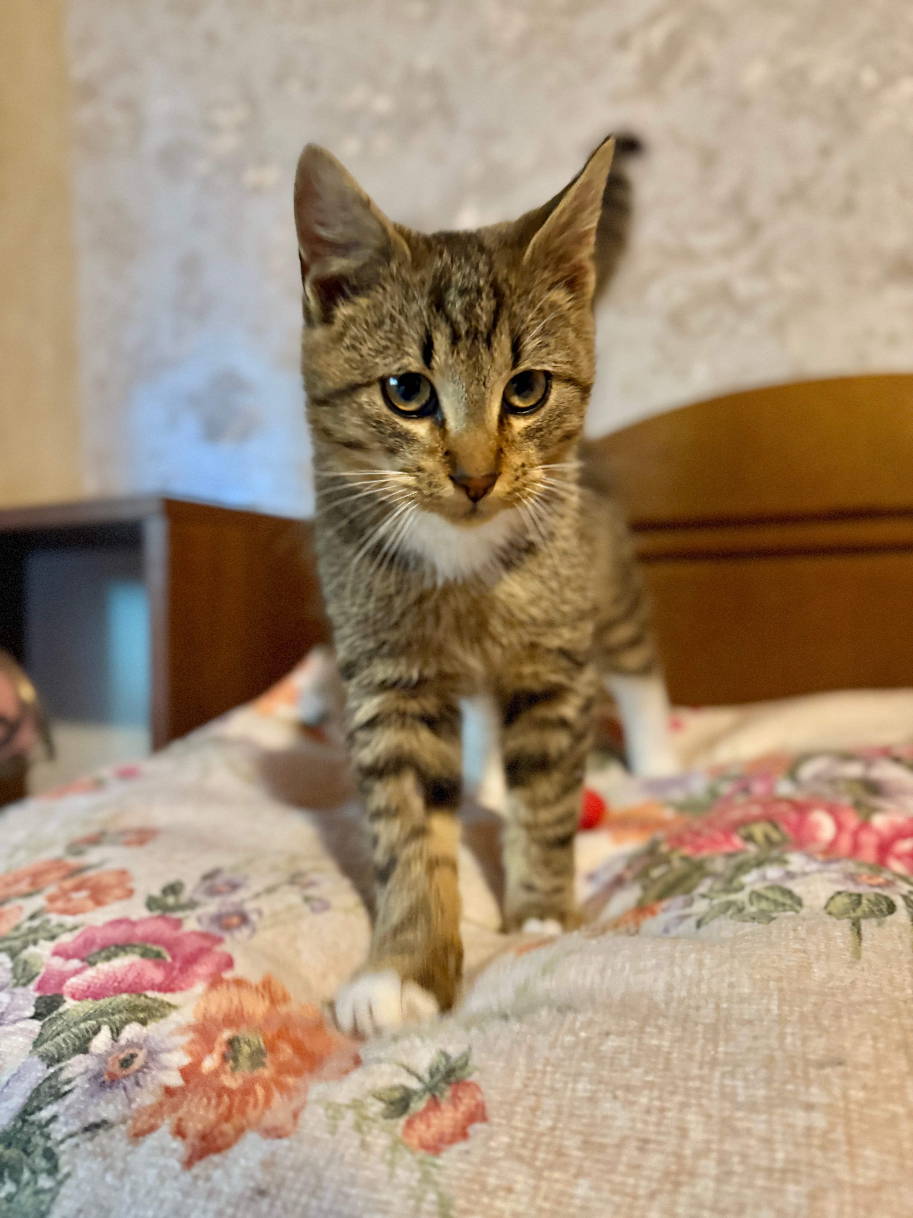 Rescue cat Leo gallery photo - Leo photo 10