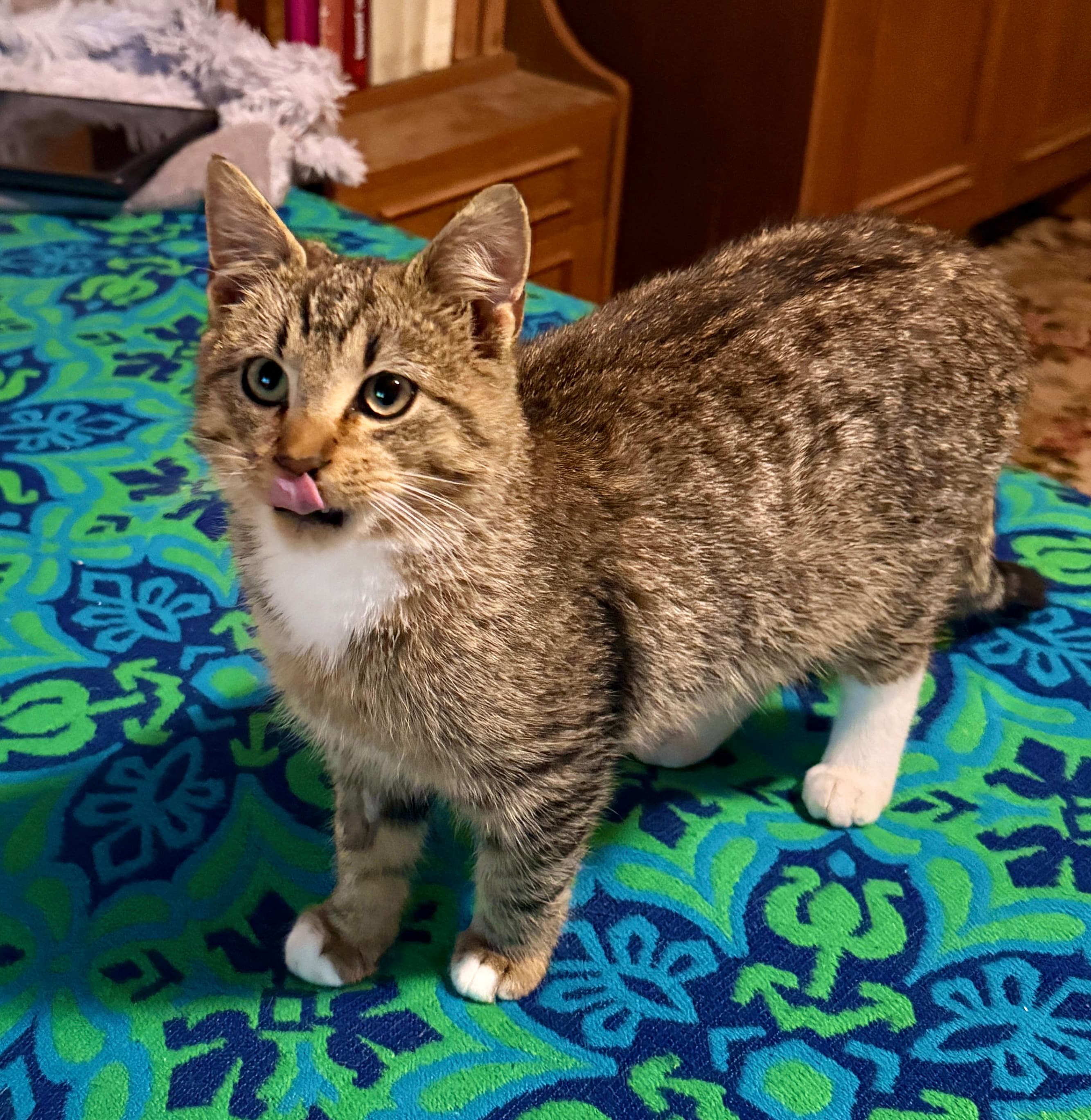 Rescue cat Leo gallery photo - Leo photo 11