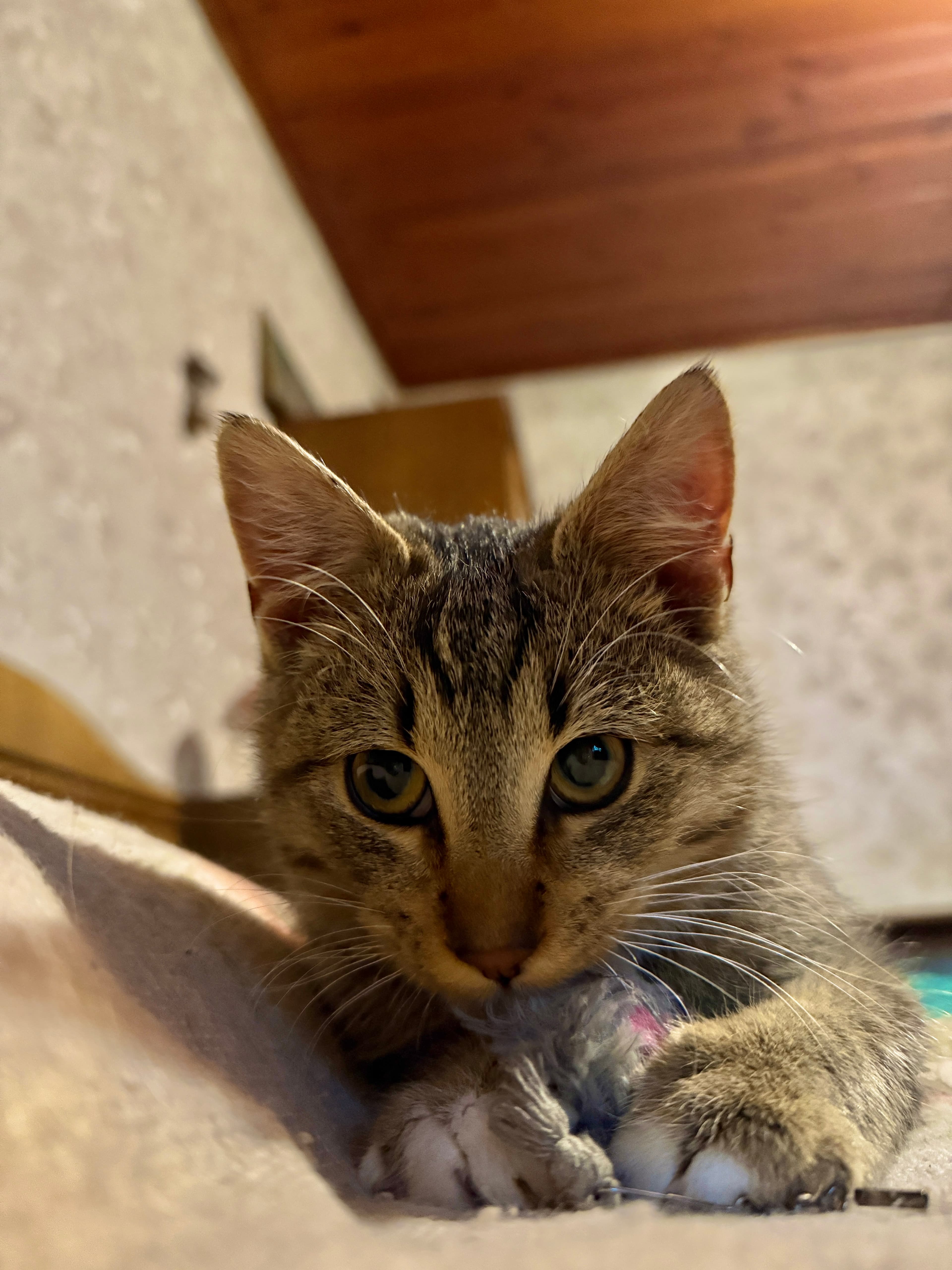 Rescue cat Leo gallery photo - Leo photo 12