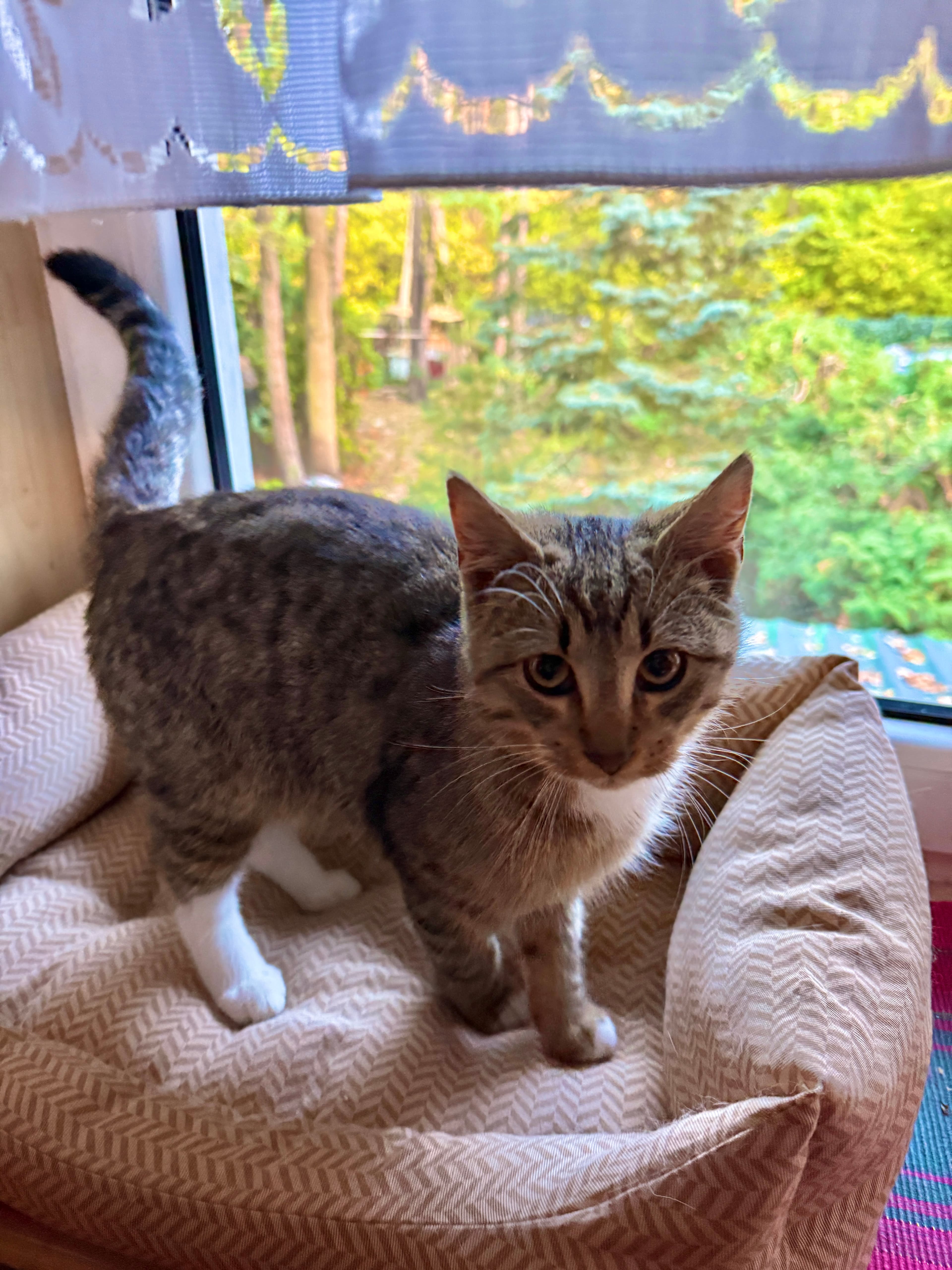 Rescue cat Leo gallery photo - Leo photo 7