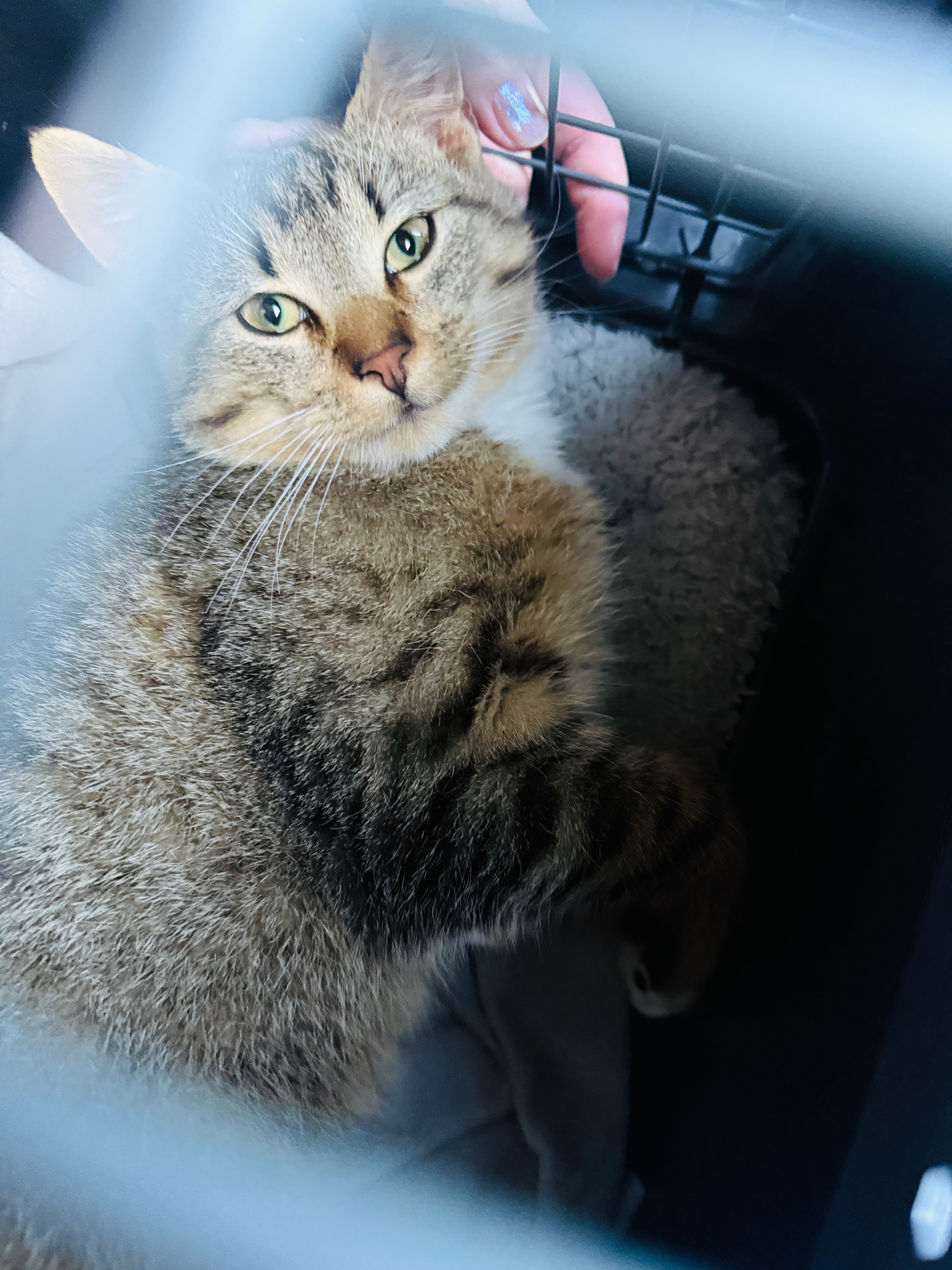 Rescue cat Leo gallery photo - Leo photo 13