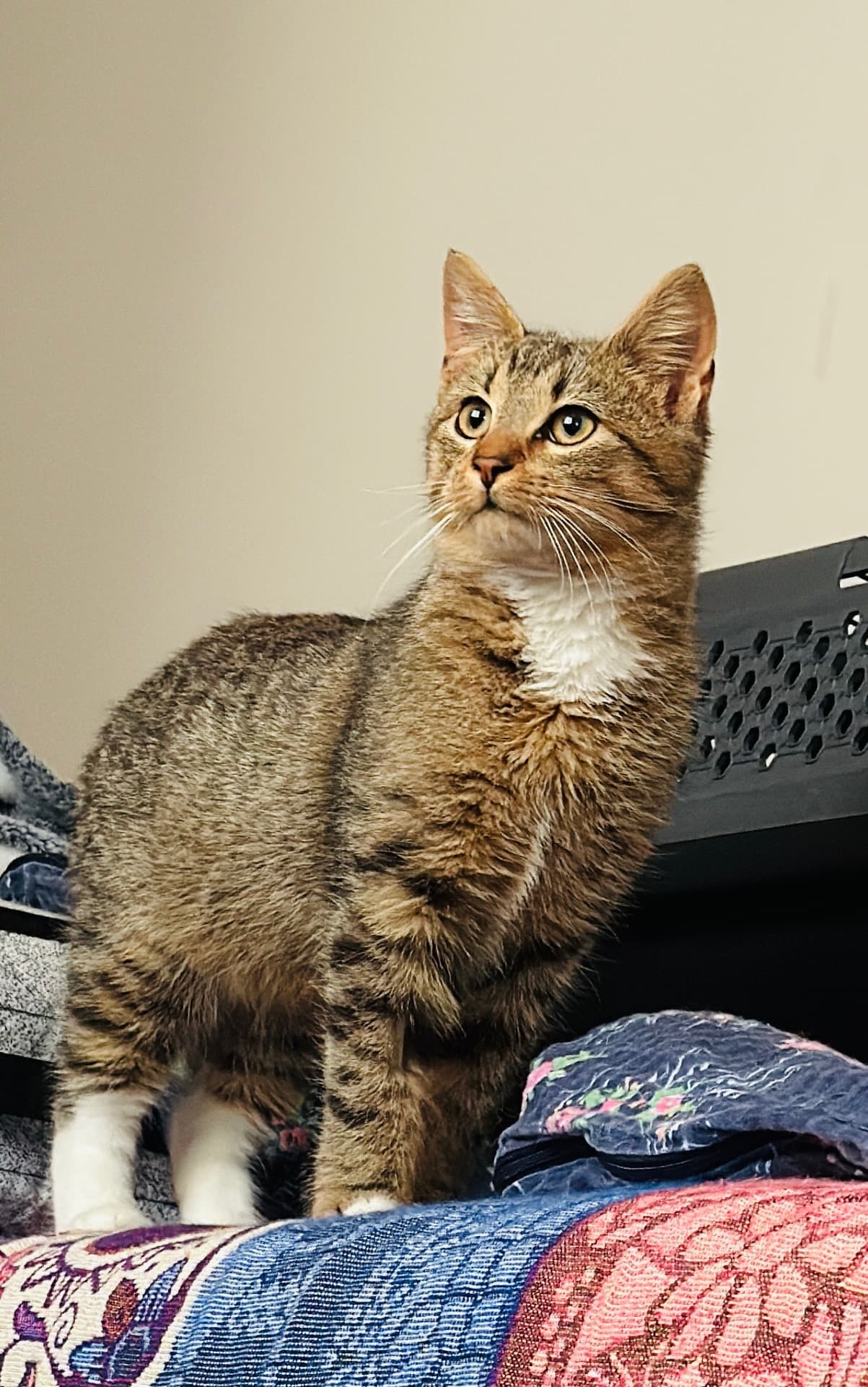 Rescue cat Leo gallery photo - Leo photo 14