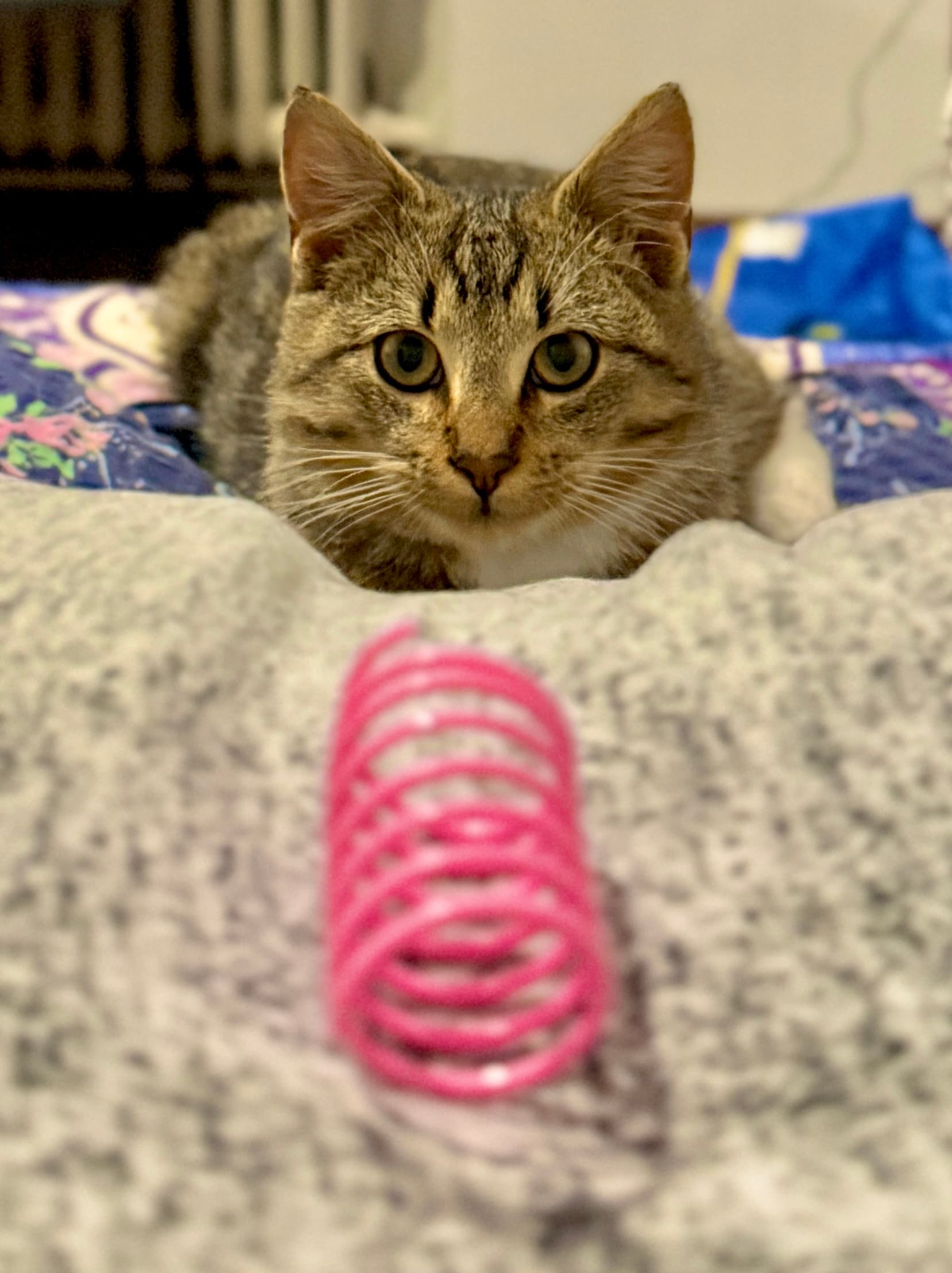 Rescue cat Leo gallery photo - Leo photo 4