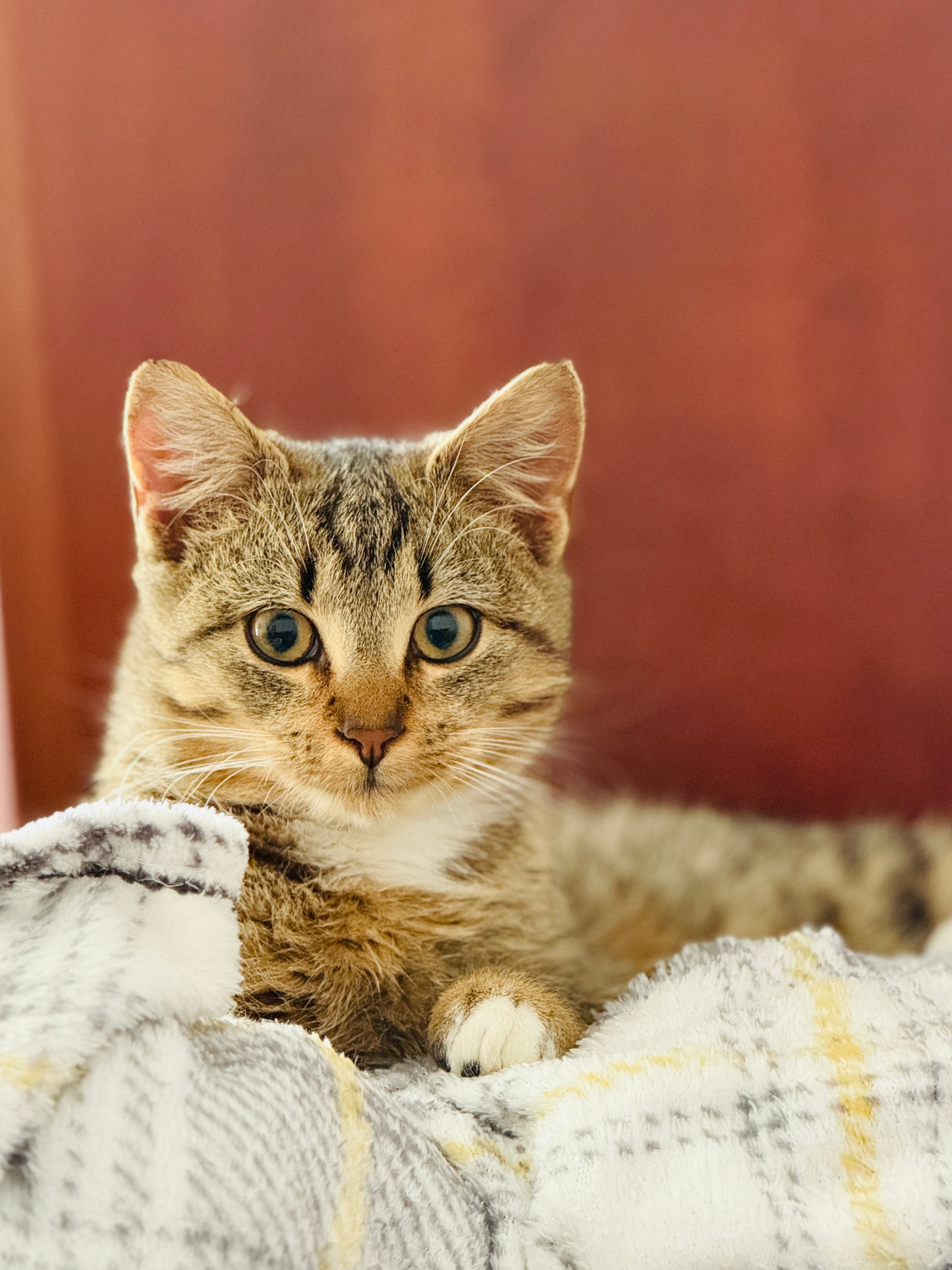 Rescue cat Leo gallery photo - Leo photo 5