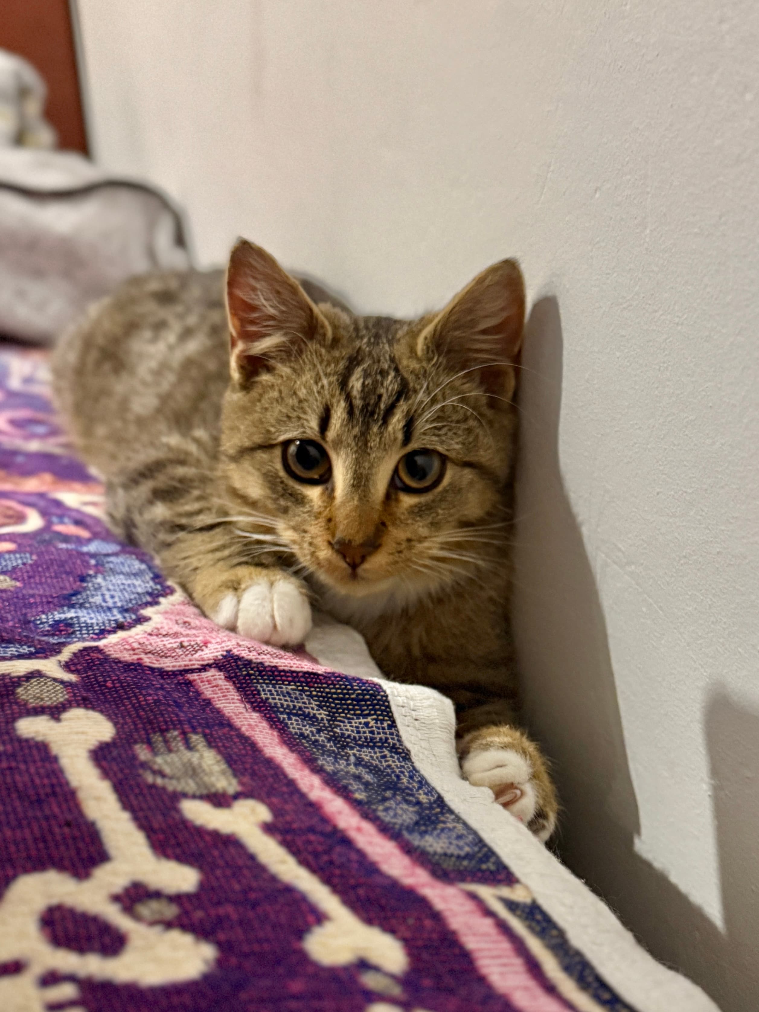 Rescue cat Leo gallery photo - Leo photo 6