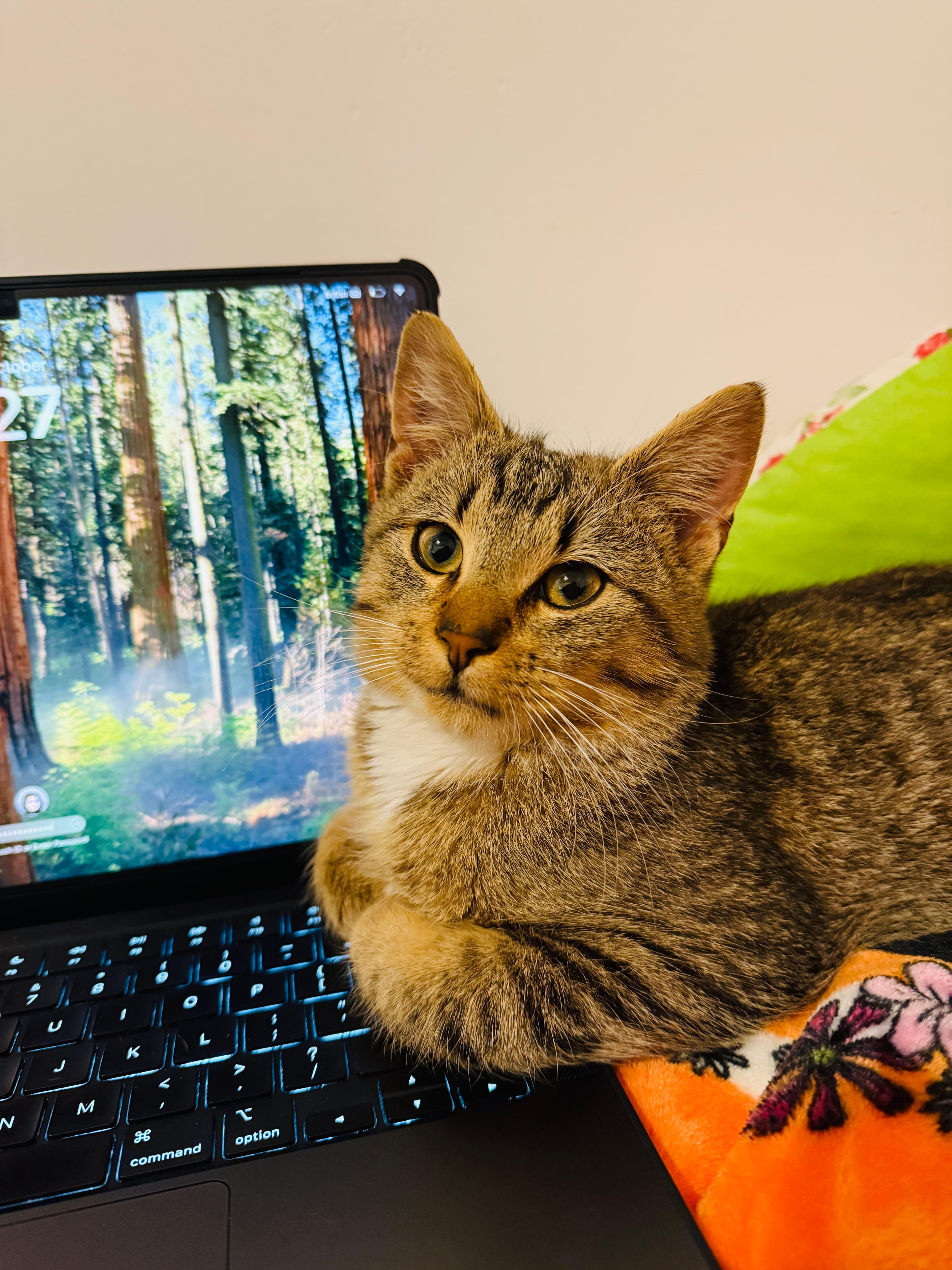 Rescue Tabby cat Leo looking for adoption in the UK