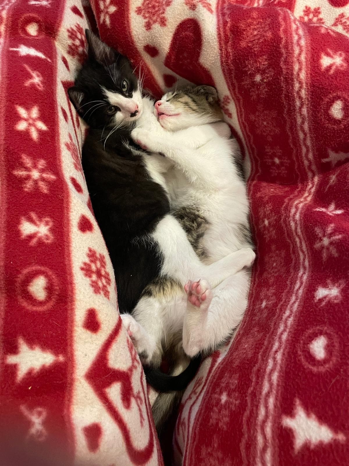 Whiskers Health rescue cat Monte & Carlo profile picture