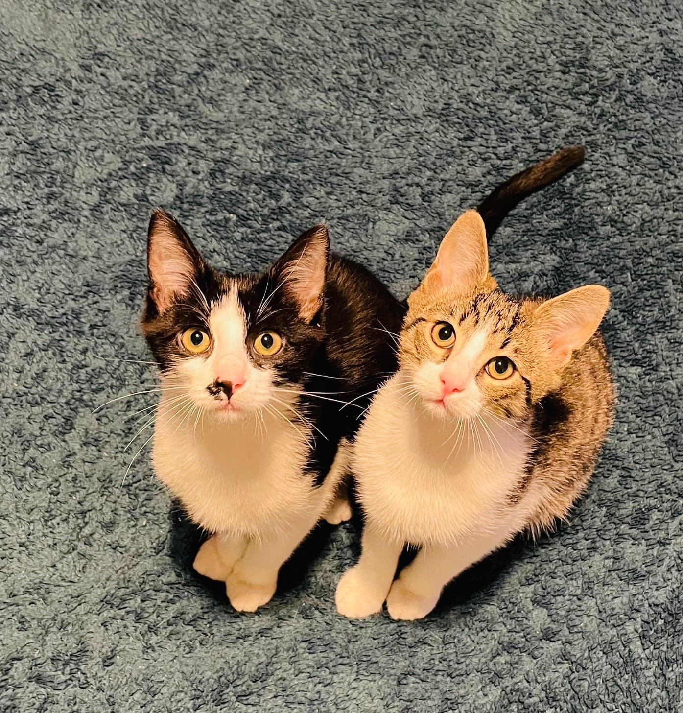 Rescue Tuxedo & Tabby cat Monte & Carlo looking for adoption in the UK