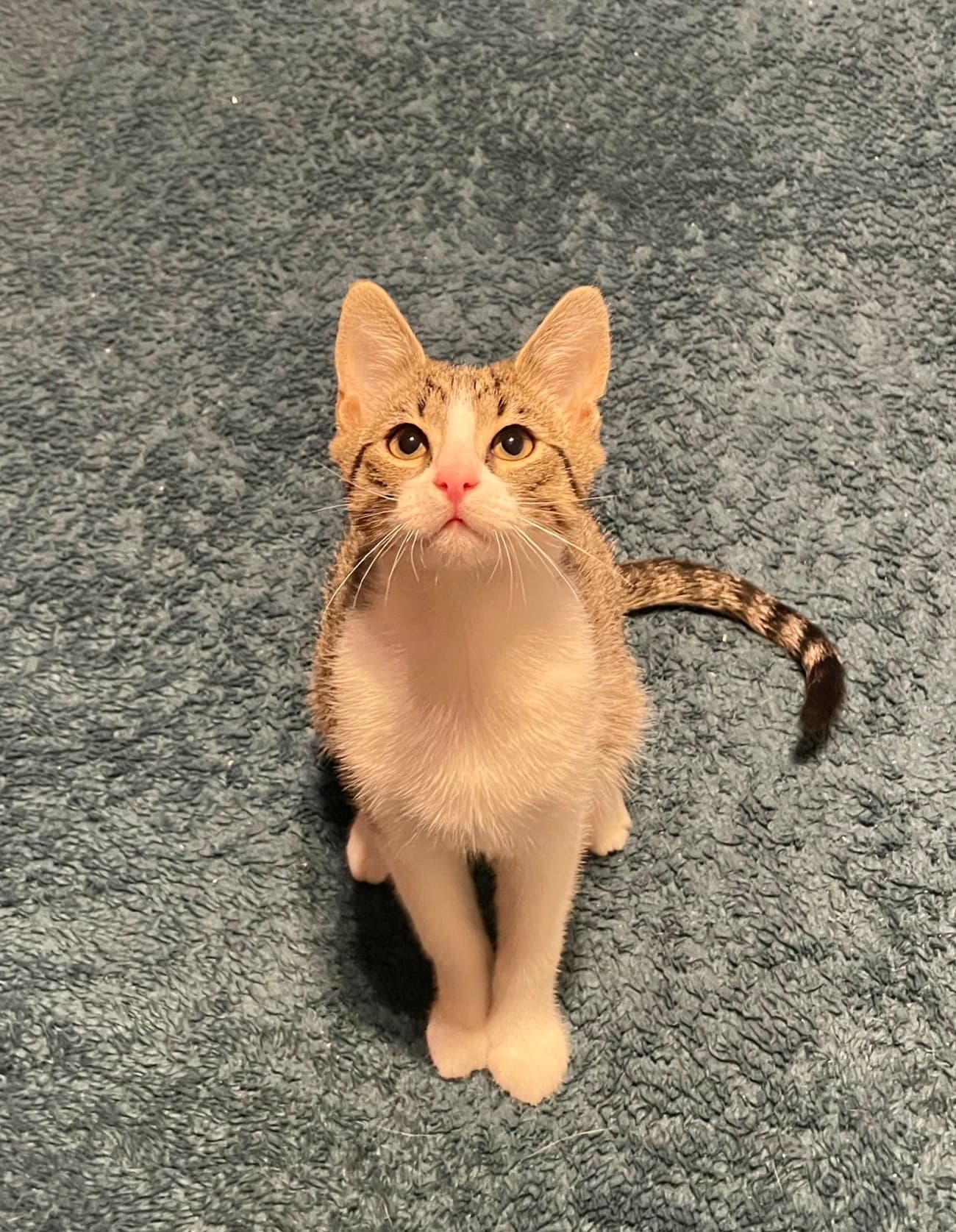 Rescue cat Monte & Carlo gallery photo - Monte & Carlo photo 4