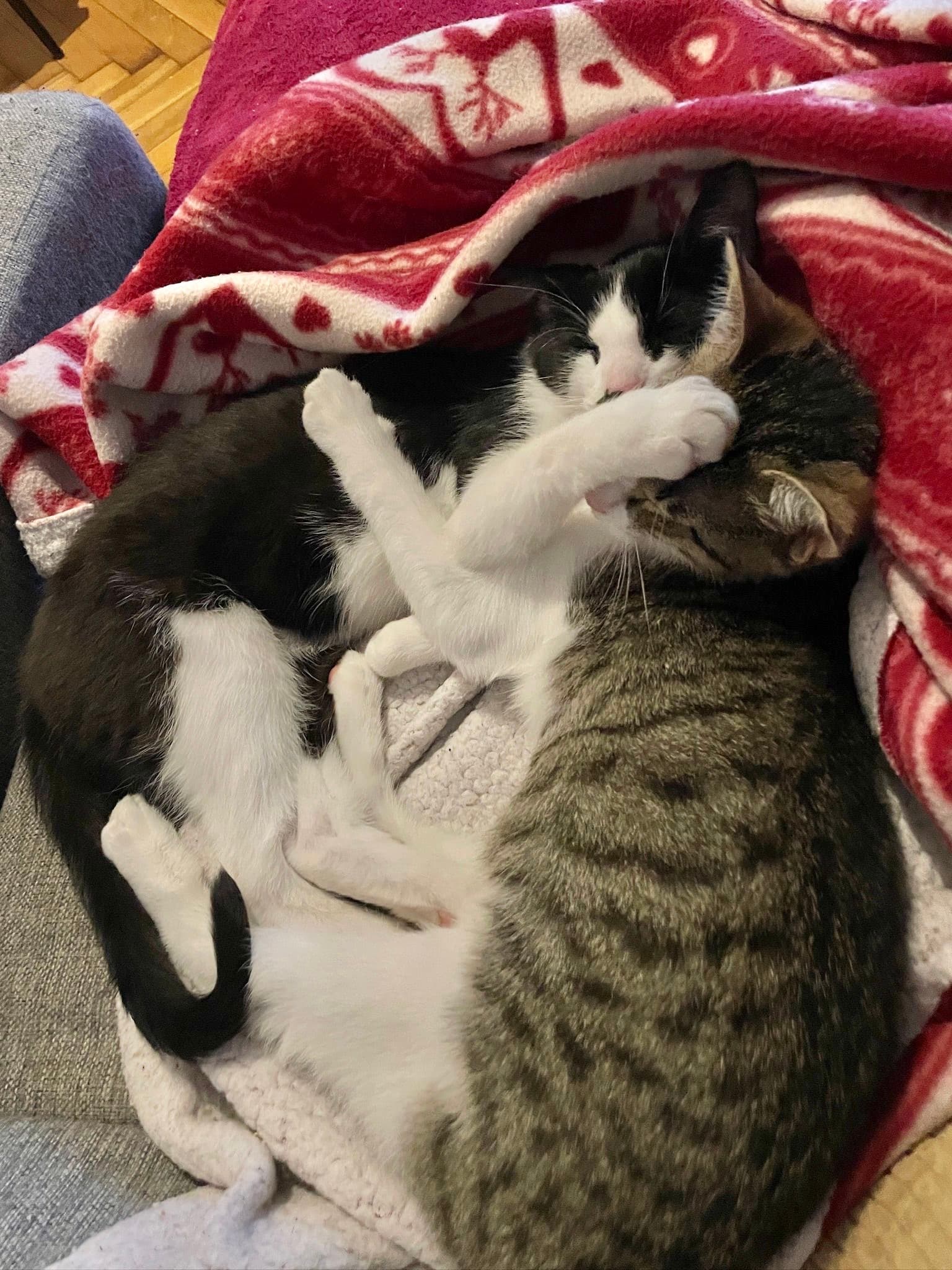 Rescue cat Monte & Carlo gallery photo - Monte & Carlo photo 5