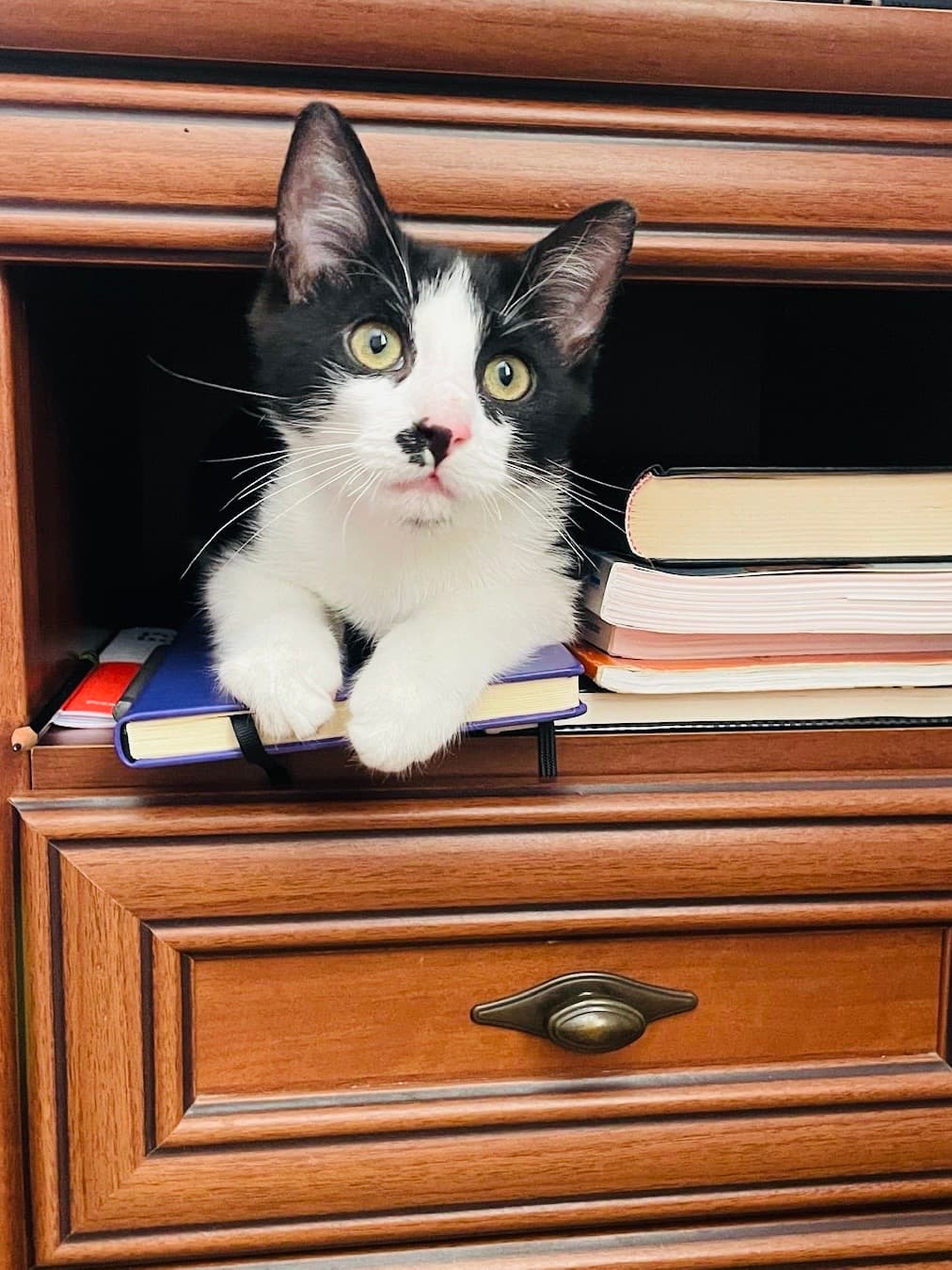 Rescue cat Monte & Carlo gallery photo - Monte & Carlo photo 2