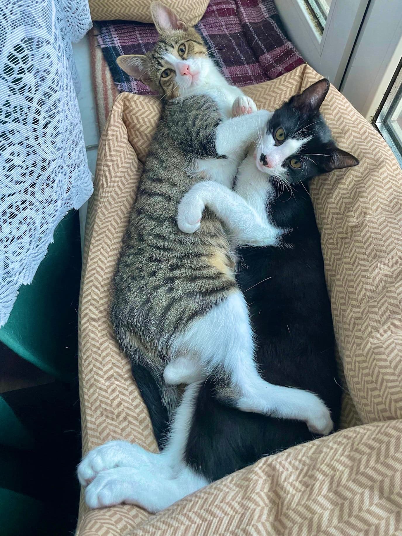 Rescue cat Monte & Carlo gallery photo - Monte & Carlo photo 3