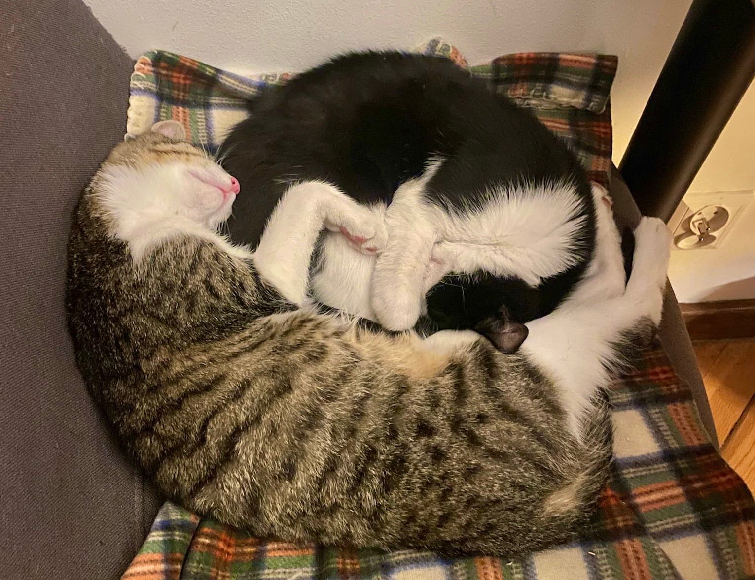 Rescue cat Monte & Carlo gallery photo - Monte & Carlo photo 8