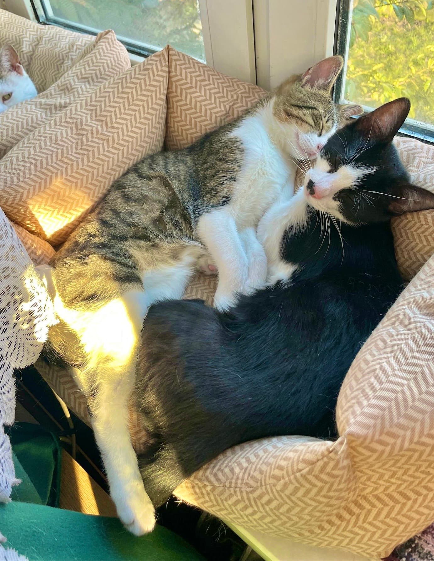 Rescue cat Monte & Carlo gallery photo - Monte & Carlo photo 6