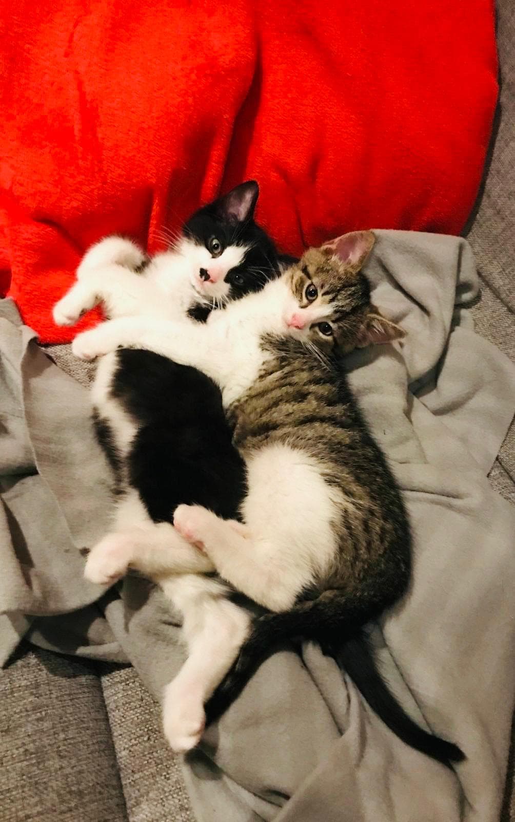 Rescue Tuxedo & Tabby cat Monte & Carlo looking for adoption in the UK