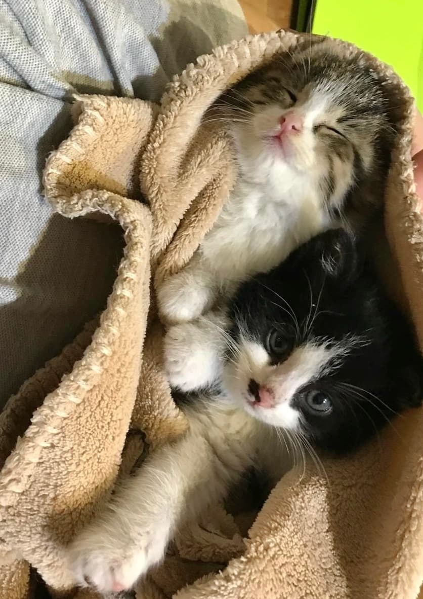 Rescue cat Monte & Carlo gallery photo - Monte & Carlo photo 7