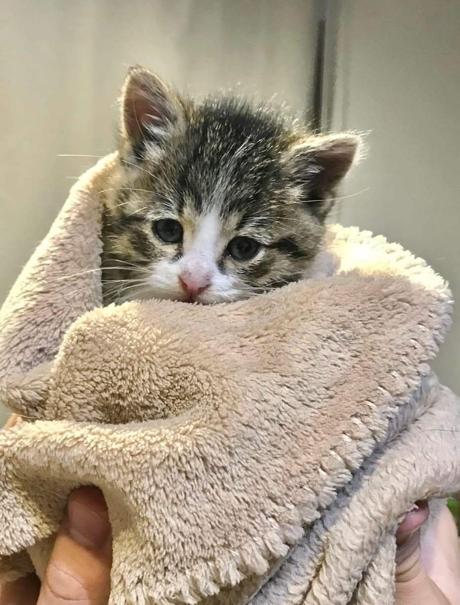 Rescue cat Monte & Carlo gallery photo - Monte & Carlo photo 8